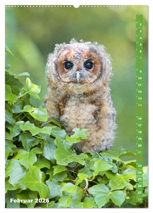 Eulen: In die Augen geschaut (CALVENDO Premium Wandkalender 2026)