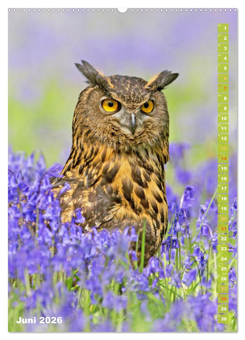 Eulen: In die Augen geschaut (CALVENDO Premium Wandkalender 2026)