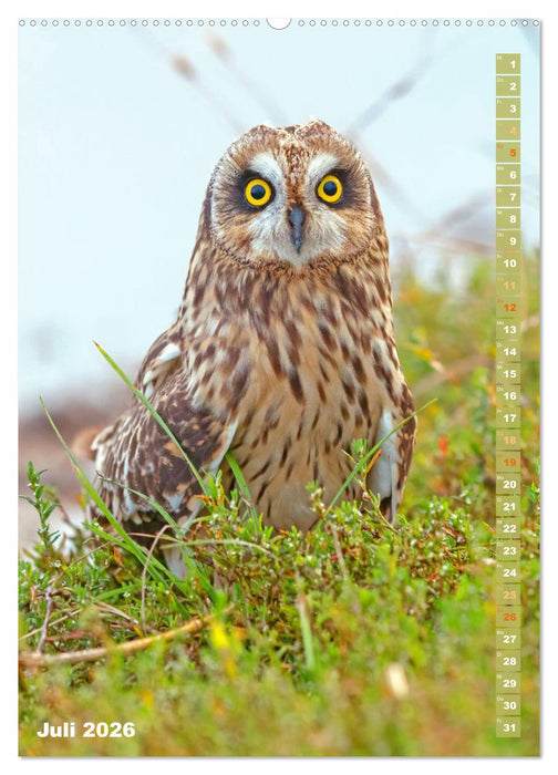 Eulen: In die Augen geschaut (CALVENDO Premium Wandkalender 2026)