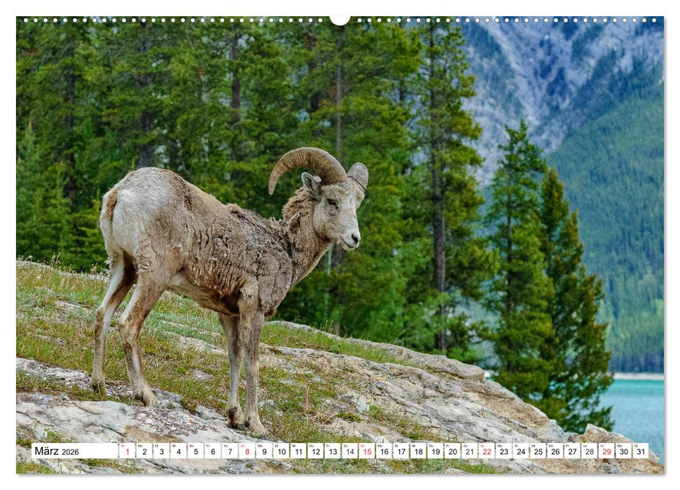Tierwelt in den Canadian Rockies (CALVENDO Premium Wandkalender 2026)