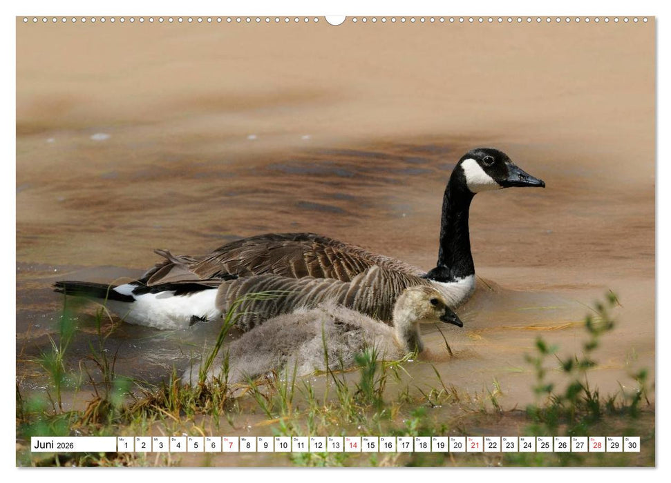 Tierwelt in den Canadian Rockies (CALVENDO Premium Wandkalender 2026)