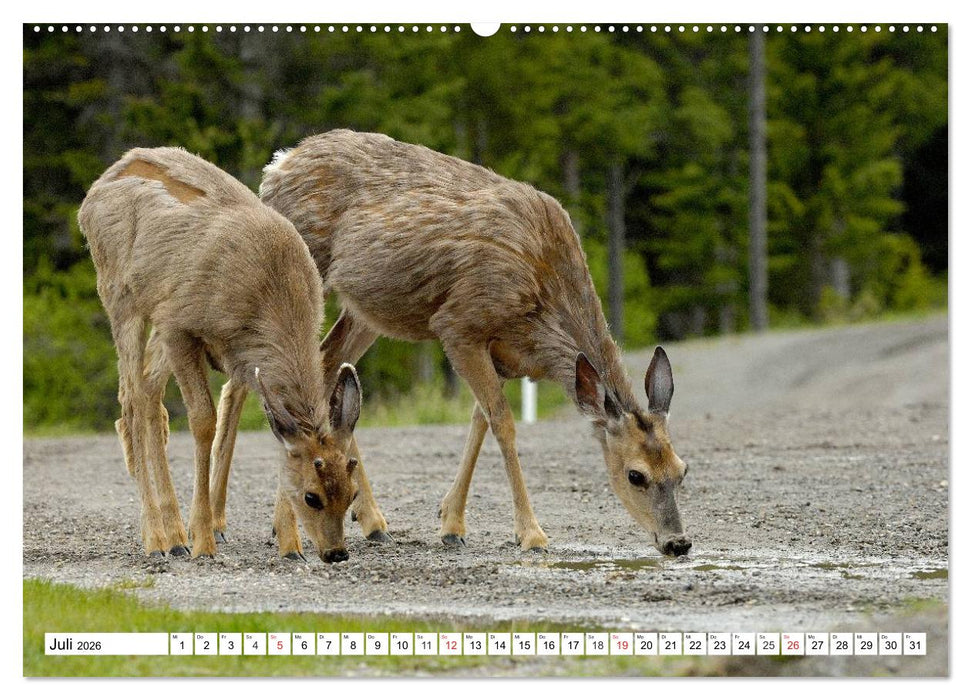 Tierwelt in den Canadian Rockies (CALVENDO Premium Wandkalender 2026)