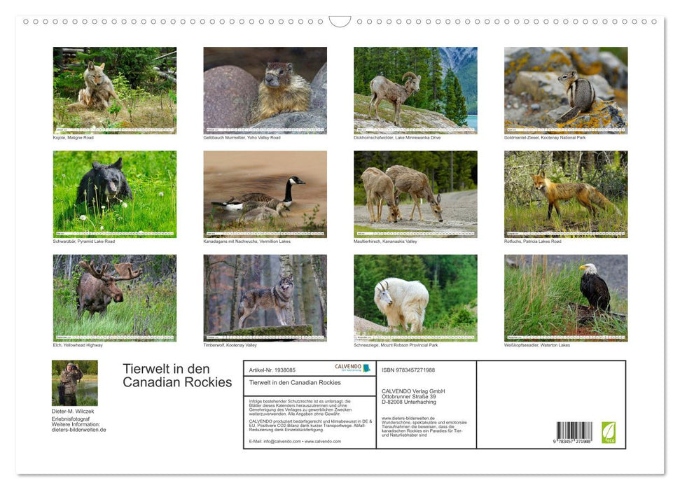 Tierwelt in den Canadian Rockies (CALVENDO Wandkalender 2026)