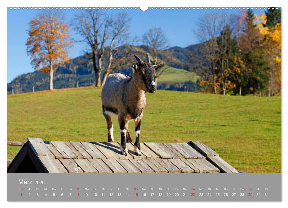 Wir sind die Stars am Bauernhof (CALVENDO Premium Wandkalender 2026)
