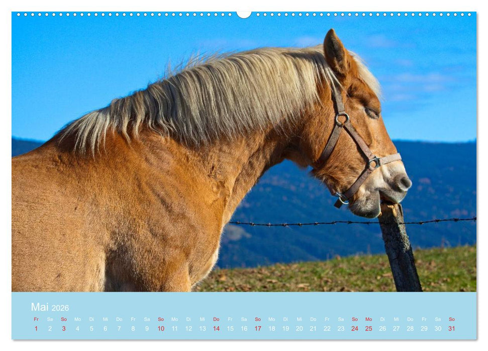 Wir sind die Stars am Bauernhof (CALVENDO Premium Wandkalender 2026)