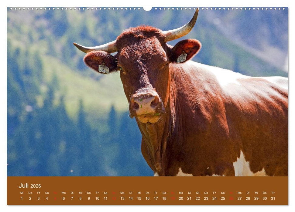Wir sind die Stars am Bauernhof (CALVENDO Premium Wandkalender 2026)