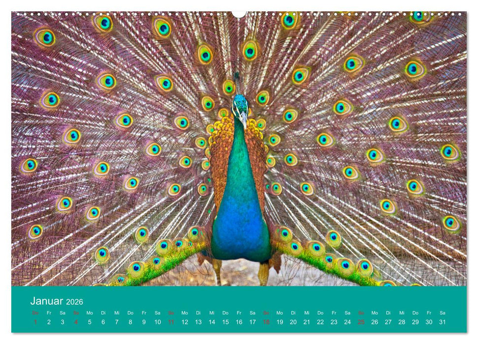 Wir sind die Stars am Bauernhof (CALVENDO Wandkalender 2026)