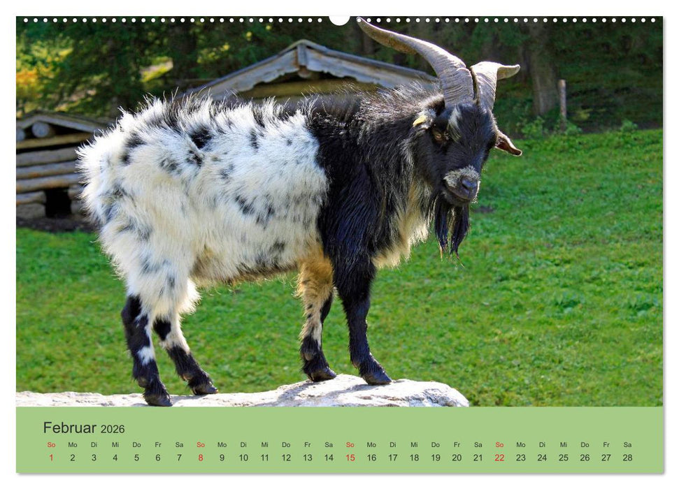 Wir sind die Stars am Bauernhof (CALVENDO Wandkalender 2026)