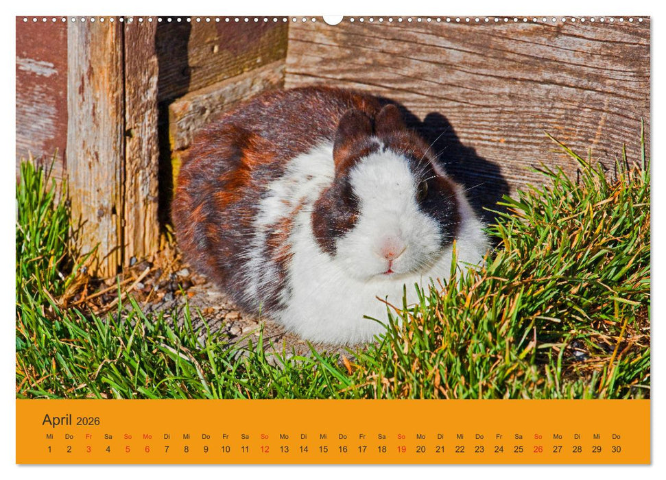 Wir sind die Stars am Bauernhof (CALVENDO Wandkalender 2026)