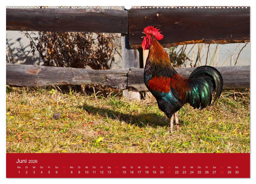 Wir sind die Stars am Bauernhof (CALVENDO Wandkalender 2026)