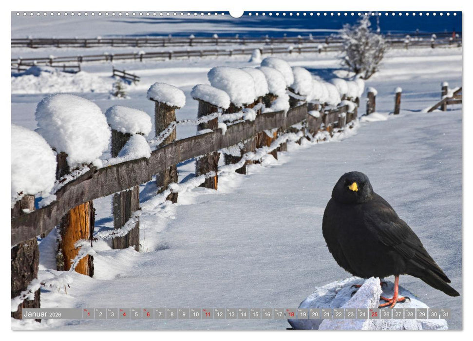 Wir sind die fliegenden Stars (CALVENDO Wandkalender 2026)