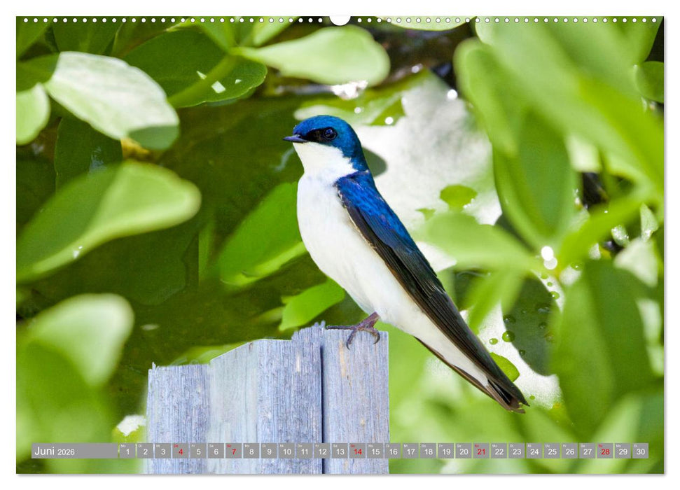 Wir sind die fliegenden Stars (CALVENDO Wandkalender 2026)