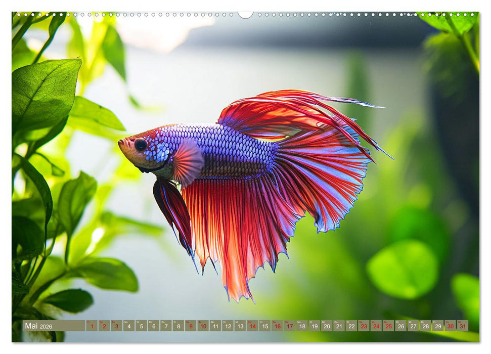 Tiefenentspanntes Aquarium (CALVENDO Premium Wandkalender 2026)