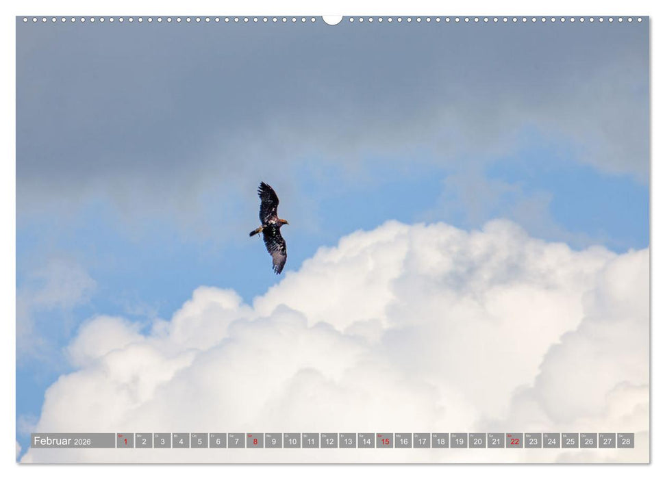 Wir sind die fliegenden Stars (CALVENDO Premium Wandkalender 2026)