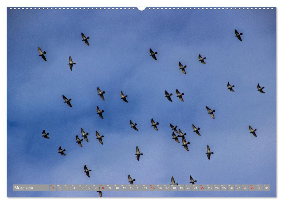 Wir sind die fliegenden Stars (CALVENDO Premium Wandkalender 2026)