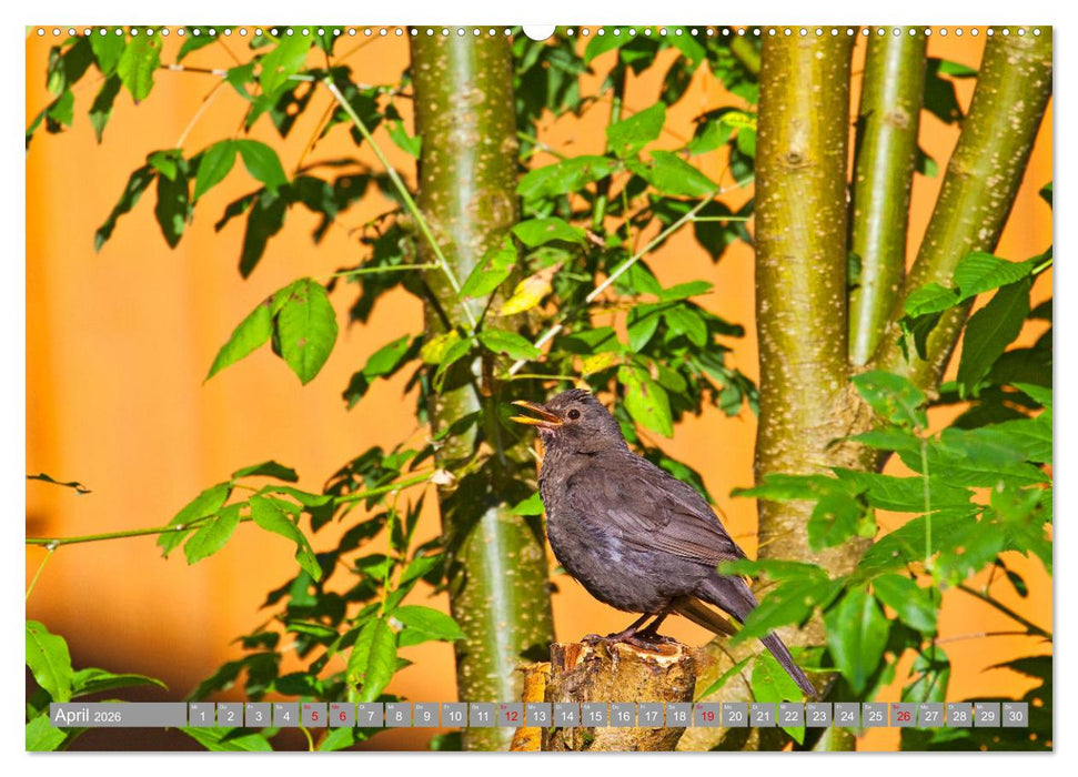 Wir sind die fliegenden Stars (CALVENDO Premium Wandkalender 2026)