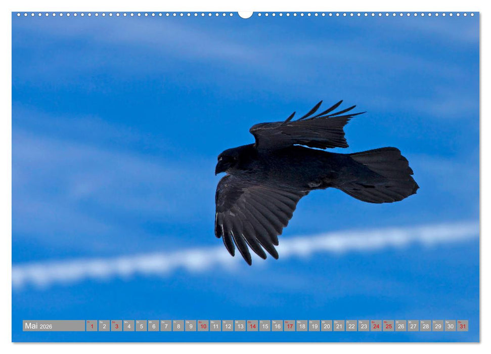 Wir sind die fliegenden Stars (CALVENDO Premium Wandkalender 2026)