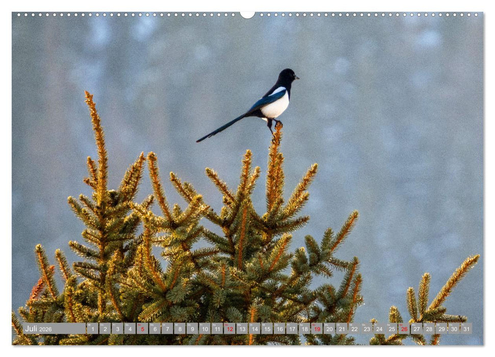 Wir sind die fliegenden Stars (CALVENDO Premium Wandkalender 2026)