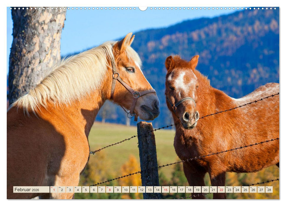 Pferde und Ponys im Paradies (CALVENDO Premium Wandkalender 2026)