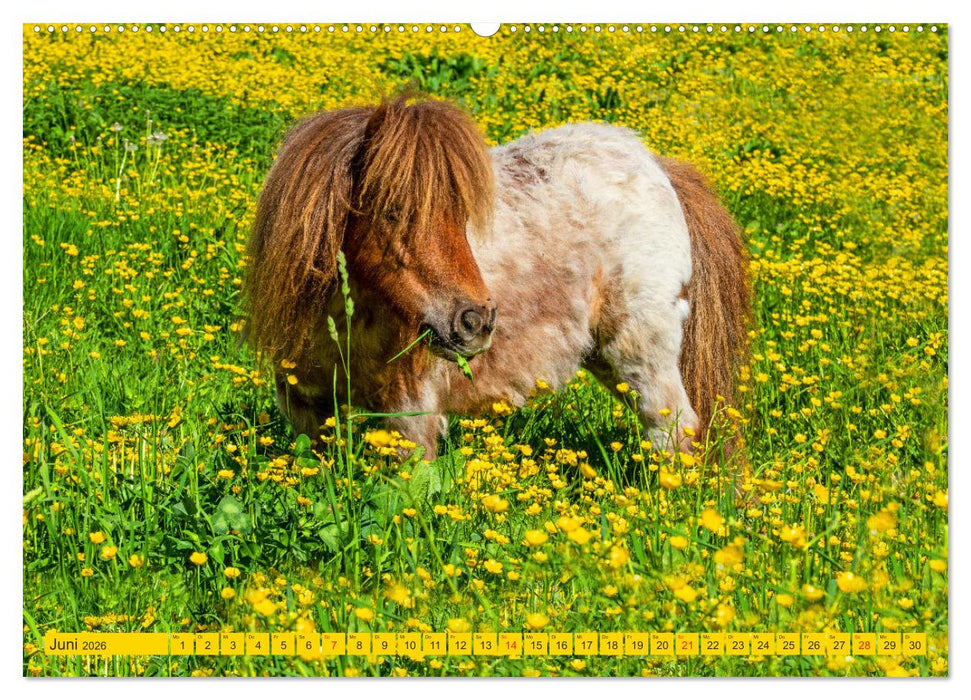 Pferde und Ponys im Paradies (CALVENDO Premium Wandkalender 2026)