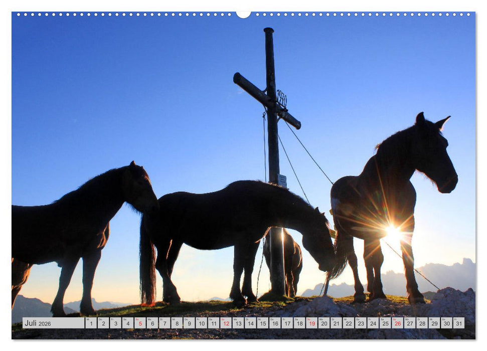 Pferde und Ponys im Paradies (CALVENDO Premium Wandkalender 2026)