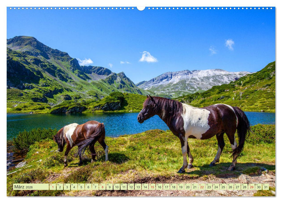 Pferde und Ponys im Paradies (CALVENDO Wandkalender 2026)