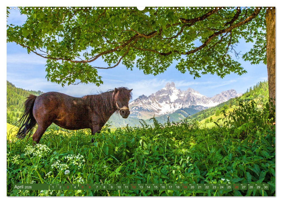 Pferde und Ponys im Paradies (CALVENDO Wandkalender 2026)