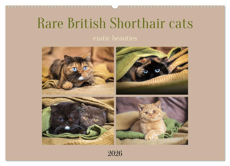 Rare British Shorthair cats (CALVENDO Monthly Calendar 2026)