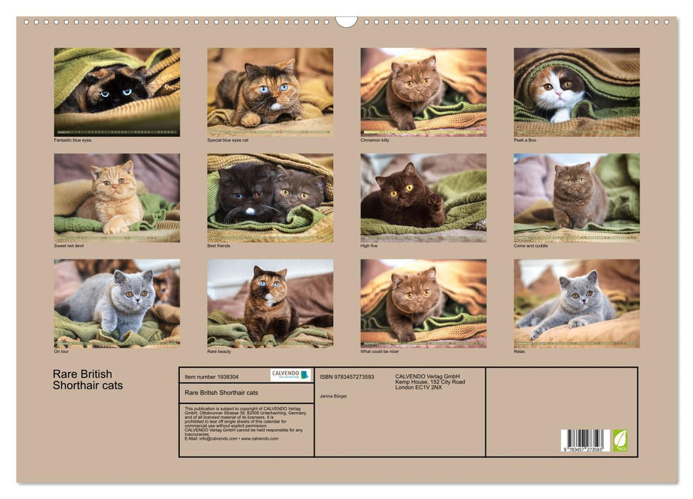 Rare British Shorthair cats (CALVENDO Monthly Calendar 2026)