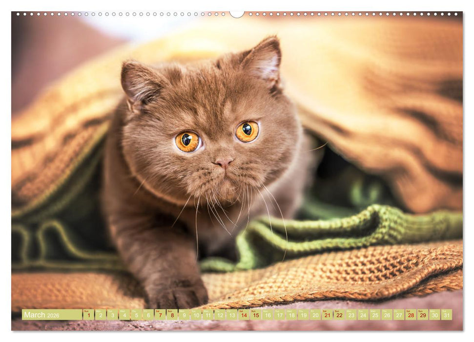 Rare British Shorthair cats (CALVENDO Monthly Calendar 2026)