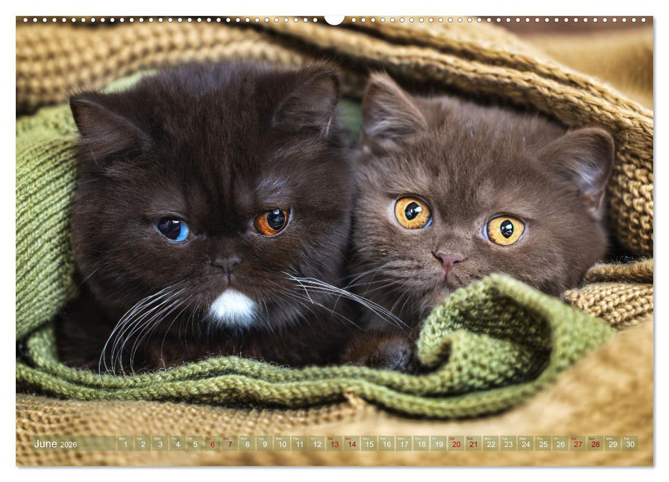 Rare British Shorthair cats (CALVENDO Monthly Calendar 2026)