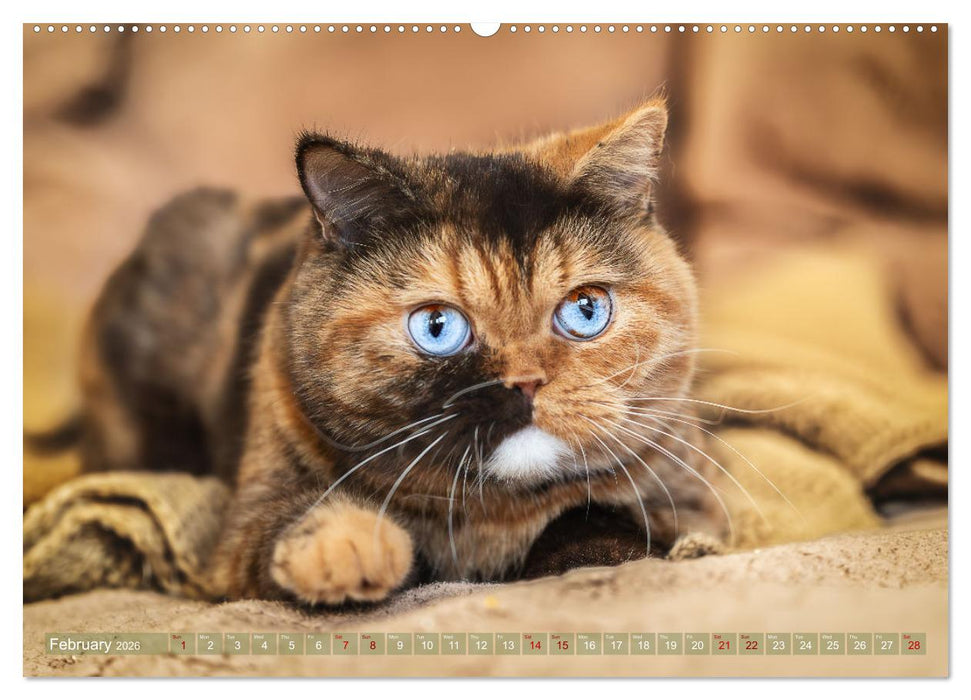 Rare British Shorthair cats (CALVENDO Premium-Calendar 2026)