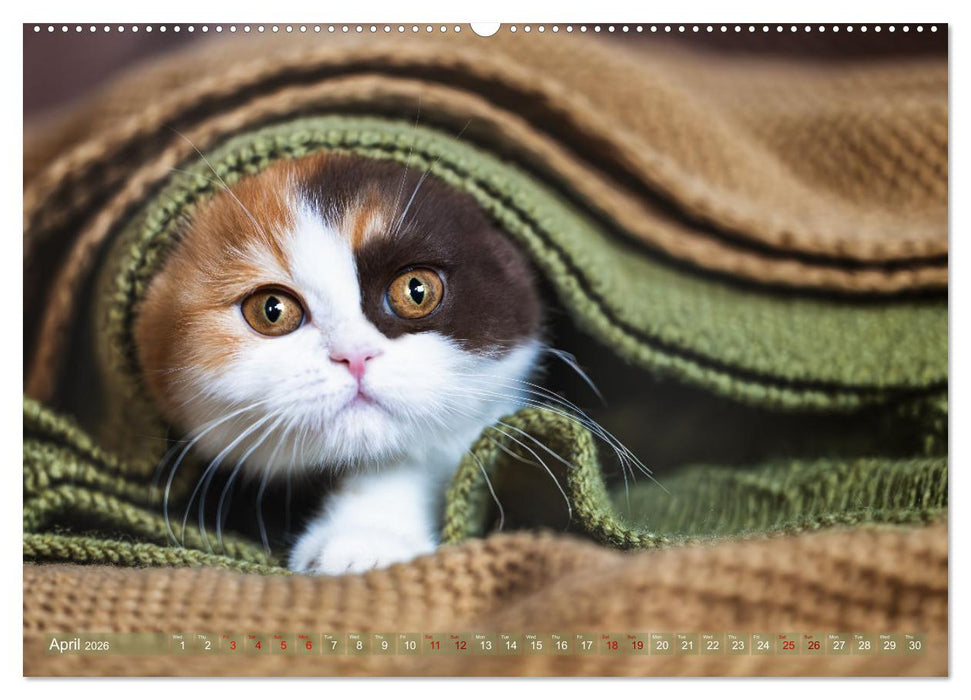 Rare British Shorthair cats (CALVENDO Premium-Calendar 2026)