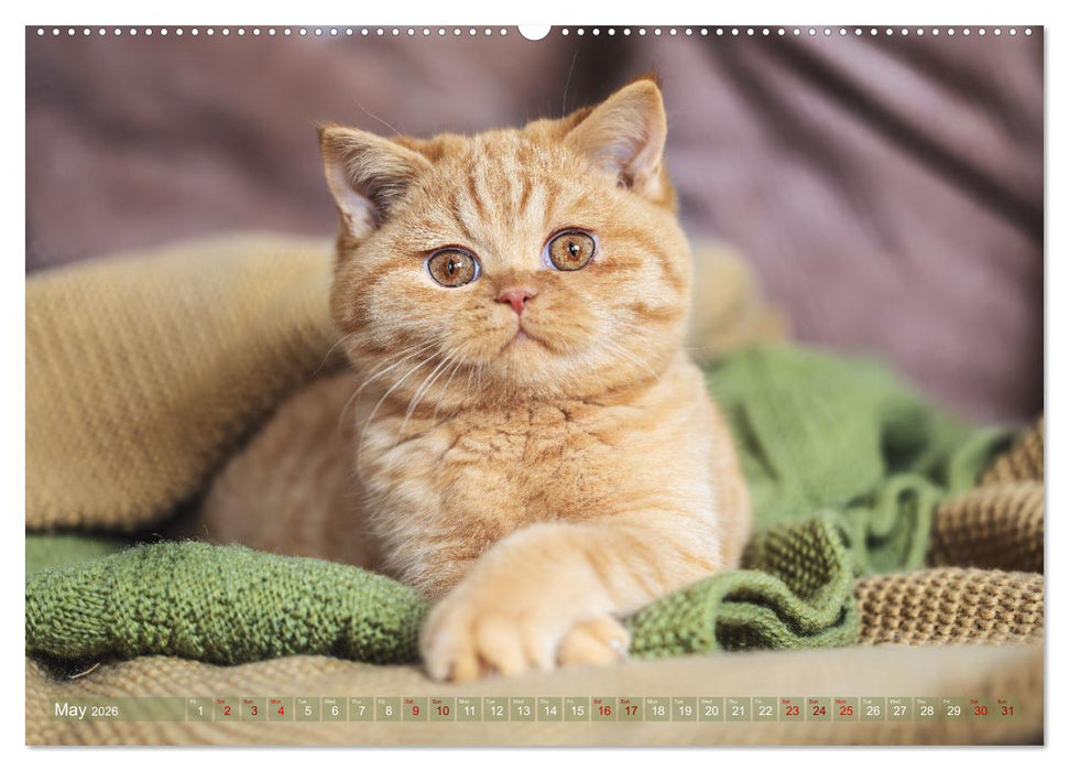 Rare British Shorthair cats (CALVENDO Premium-Calendar 2026)