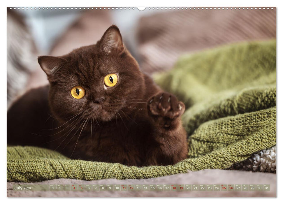 Rare British Shorthair cats (CALVENDO Premium-Calendar 2026)
