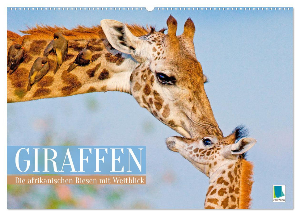 Giraffen: Die afrikanischen Riesen mit Weitblick (CALVENDO Wandkalender 2026)