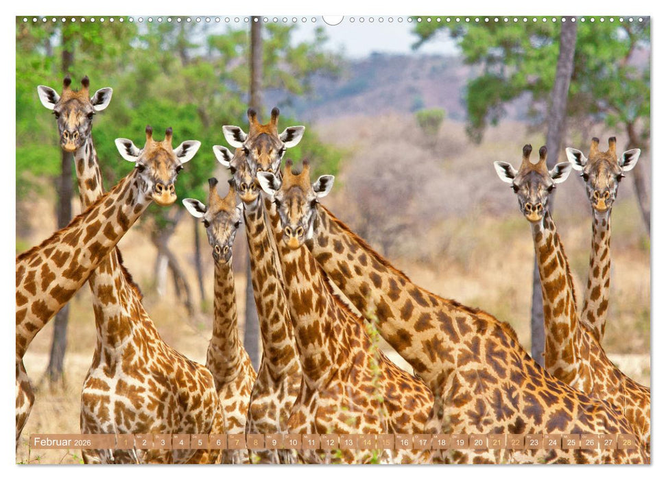 Giraffen: Die afrikanischen Riesen mit Weitblick (CALVENDO Wandkalender 2026)