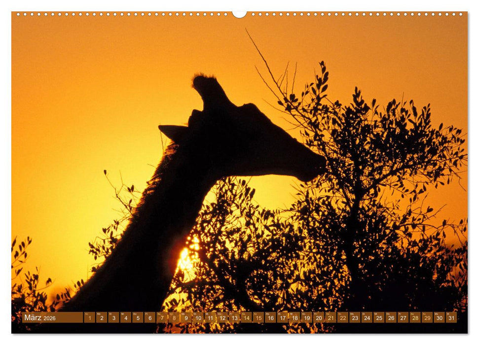 Giraffen: Die afrikanischen Riesen mit Weitblick (CALVENDO Wandkalender 2026)