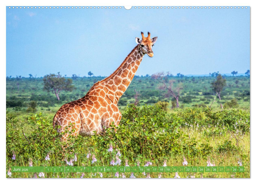Giraffen: Die afrikanischen Riesen mit Weitblick (CALVENDO Wandkalender 2026)