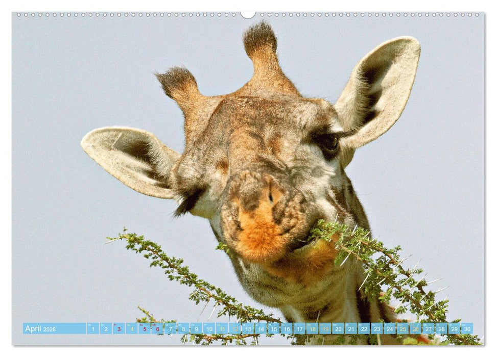 Giraffen: Die afrikanischen Riesen mit Weitblick (CALVENDO Premium Wandkalender 2026)