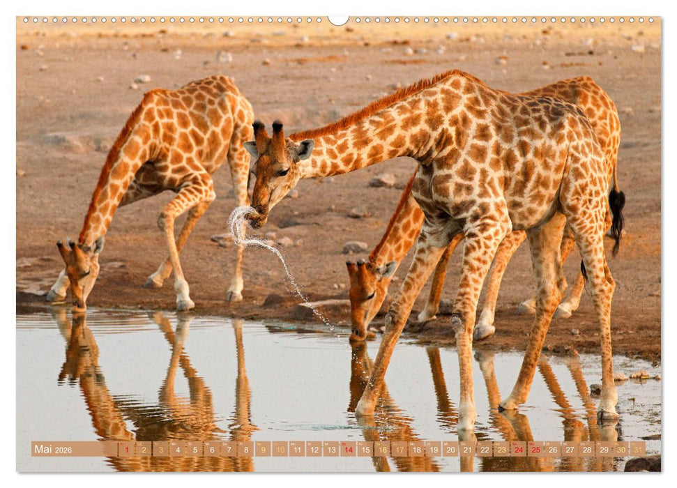 Giraffen: Die afrikanischen Riesen mit Weitblick (CALVENDO Premium Wandkalender 2026)