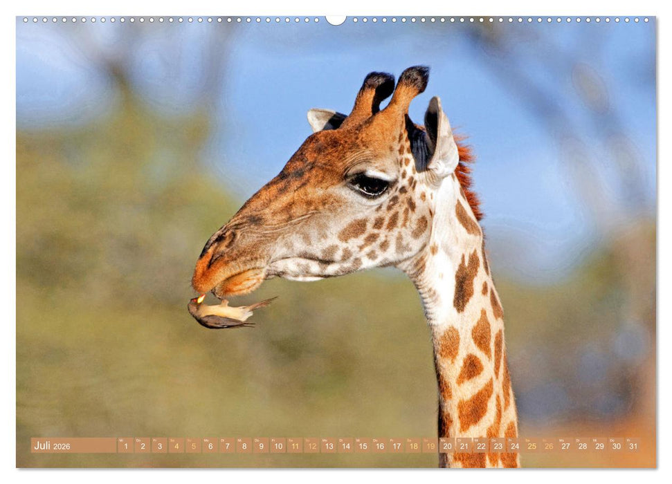 Giraffen: Die afrikanischen Riesen mit Weitblick (CALVENDO Premium Wandkalender 2026)