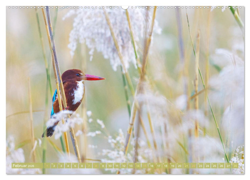Auf Entdeckertour in Israel (CALVENDO Wandkalender 2026)