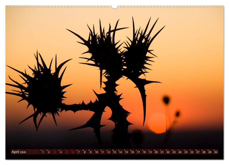 Auf Entdeckertour in Israel (CALVENDO Premium Wandkalender 2026)