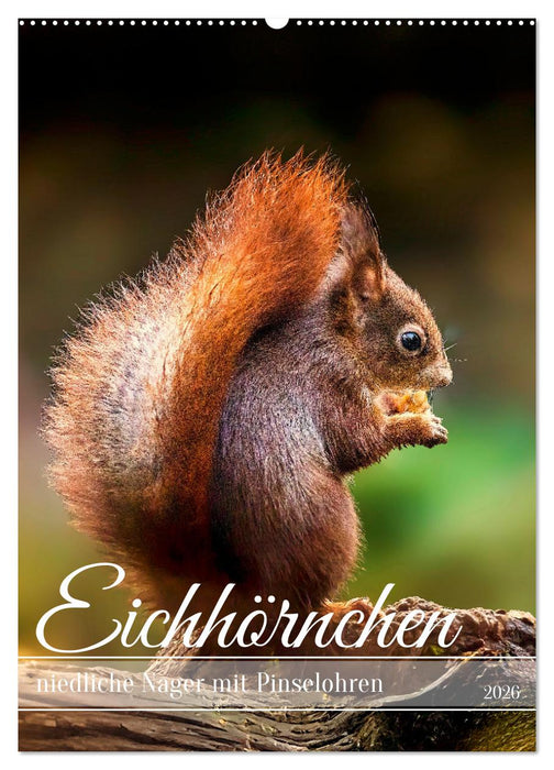 Niedlicher Nager - Das Eichhörnchen (CALVENDO Wandkalender 2026)