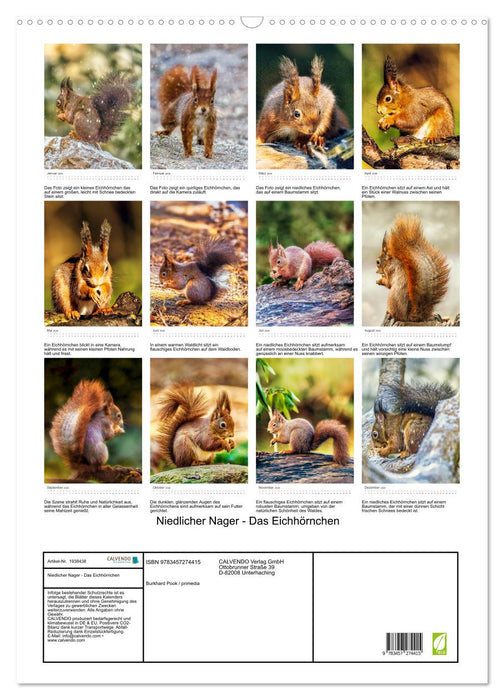 Niedlicher Nager - Das Eichhörnchen (CALVENDO Wandkalender 2026)