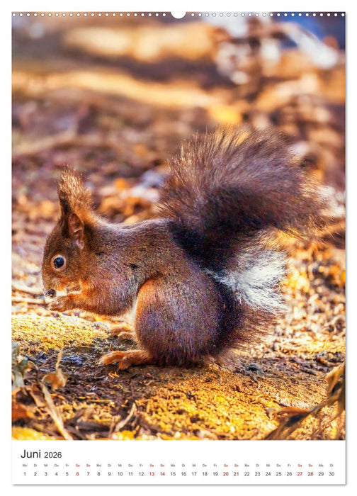 Niedlicher Nager - Das Eichhörnchen (CALVENDO Wandkalender 2026)