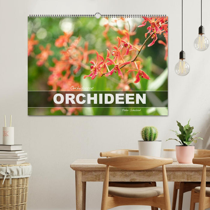 Orchidaceae - Orchideen (CALVENDO Wandkalender 2026)
