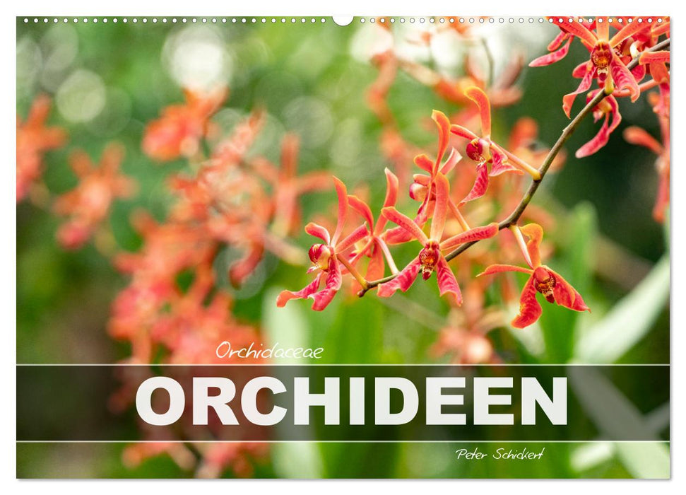 Orchidaceae - Orchideen (CALVENDO Wandkalender 2026)