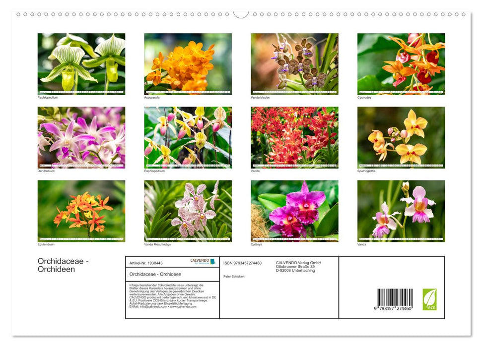 Orchidaceae - Orchideen (CALVENDO Premium Wandkalender 2026)